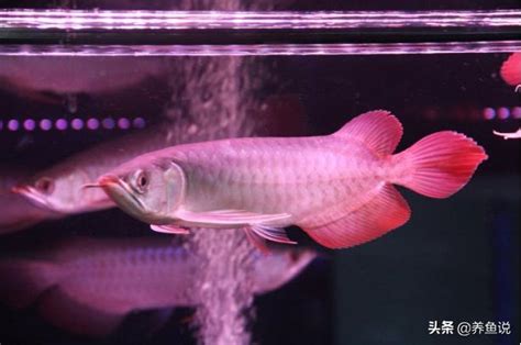 養紅龍|如何把紅龍魚養好？龍魚新手玩家實操從0開始，養龍。